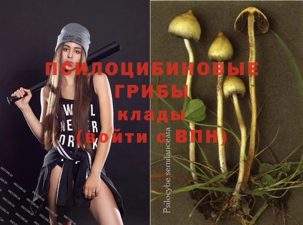 прущие грибы Покров